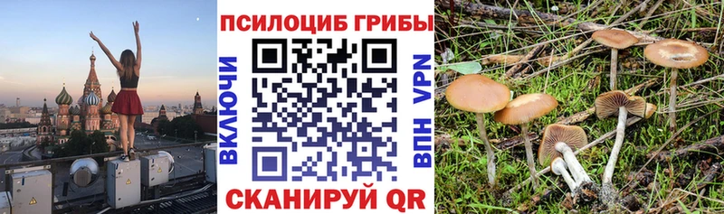 где найти   Ленинск  Галлюциногенные грибы GOLDEN TEACHER 